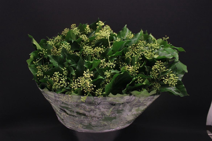 <h4>Hedera Blad Italie</h4>