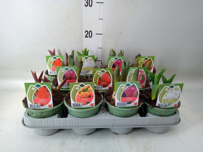 <h4>Tulipa   ...</h4>