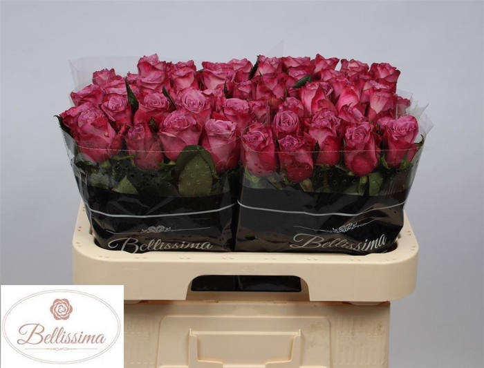 <h4>R Gr Moody Blues</h4>