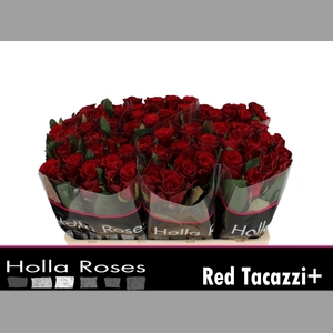 R GR RED TACAZZI+