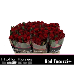 R GR RED TACAZZI+