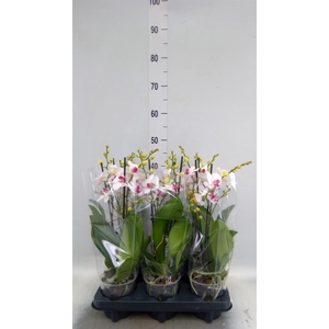 Phalaenopsis multi. 'FC Safe Haven'