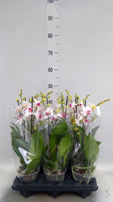<h4>Phalaenopsis multi. 'FC Safe Haven'</h4>