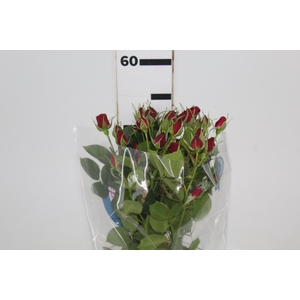 ROSA SPRAY RUBICON 050 CM