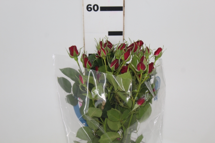 <h4>ROSA SPRAY RUBICON 050 CM</h4>