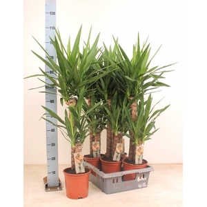YUCCA