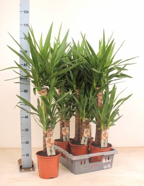 <h4>YUCCA</h4>