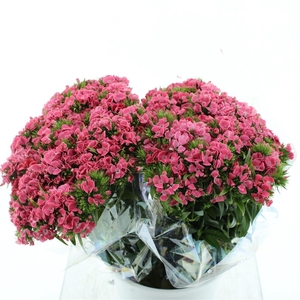 Di Barb Ball Pink Super