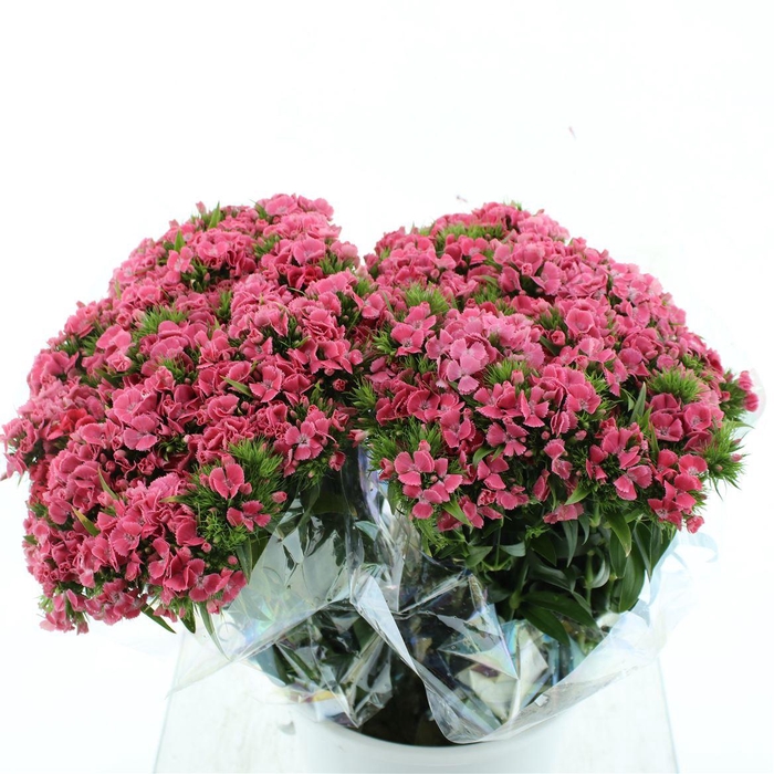 <h4>Di Barb Ball Pink Super</h4>