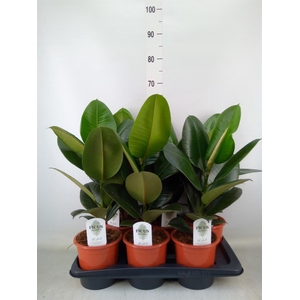 Ficus elastica 'Robusta'