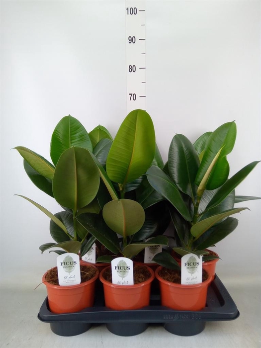 <h4>Ficus elastica 'Robusta'</h4>