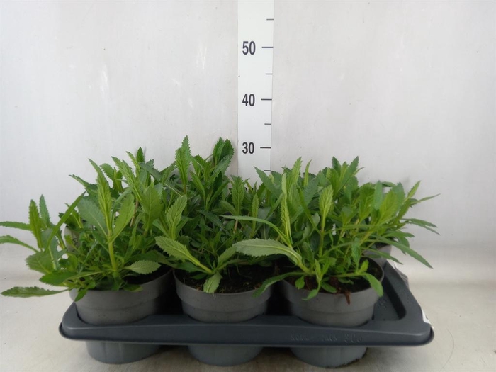 <h4>Verbena   ...</h4>