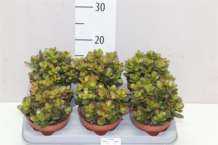 <h4>Crassula Minor</h4>