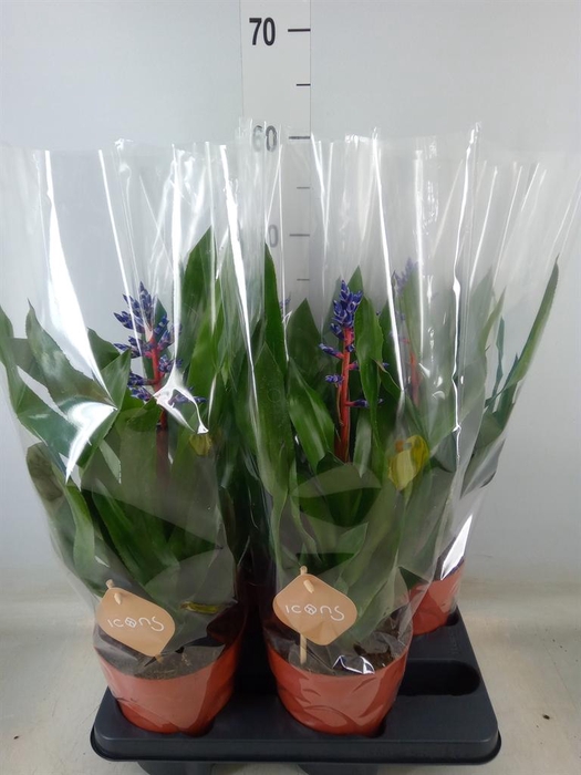 <h4>Aechmea   ...</h4>