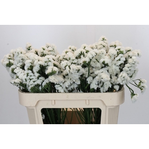 Limonium sinuatum 'Olga White'