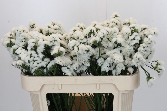 <h4>Limonium sinuatum 'Olga White'</h4>