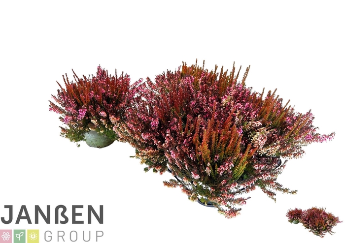 Eric Ca Bs Win Crown