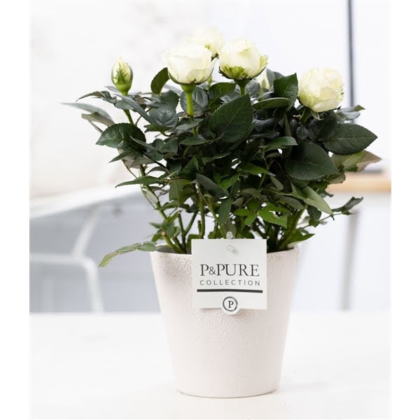 <h4>Rosa white in P&PURE Ruby ceramics white</h4>