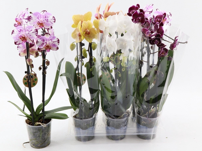 <h4>PHAL EL CASCADE</h4>