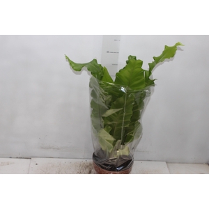 ASPLENIUM NIDUS P17