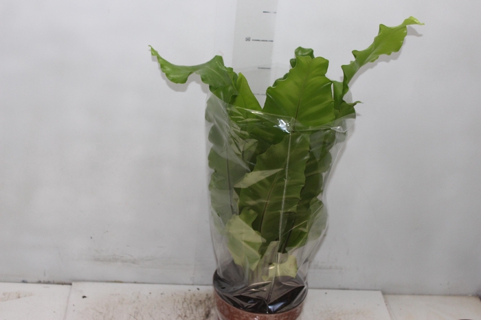 <h4>ASPLENIUM NIDUS P17</h4>