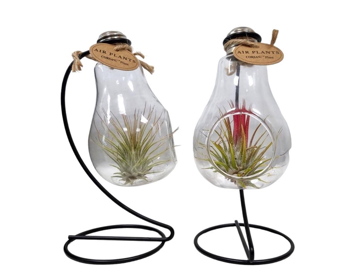 <h4>Arrangementen Tillandsia 6%</h4>