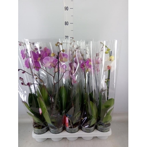 Phalaenopsis   ...mix