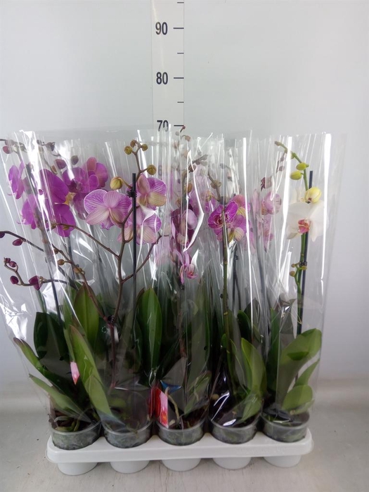 <h4>Phalaenopsis   ...mix</h4>