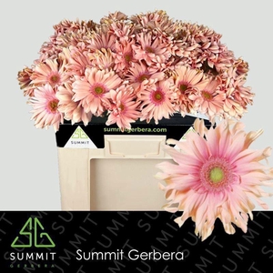 GERBERA GBK 'PASTA ROSATA'