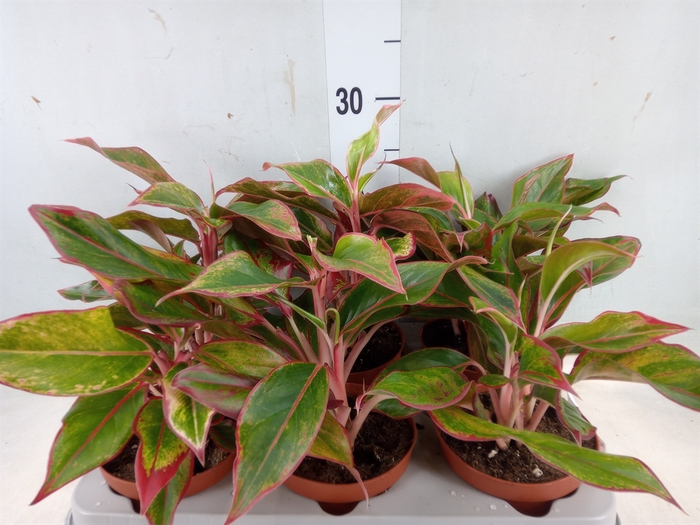 <h4>Aglaonema  'Crete'</h4>