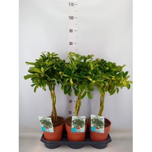 Schefflera arbor. 'Gold Capella'