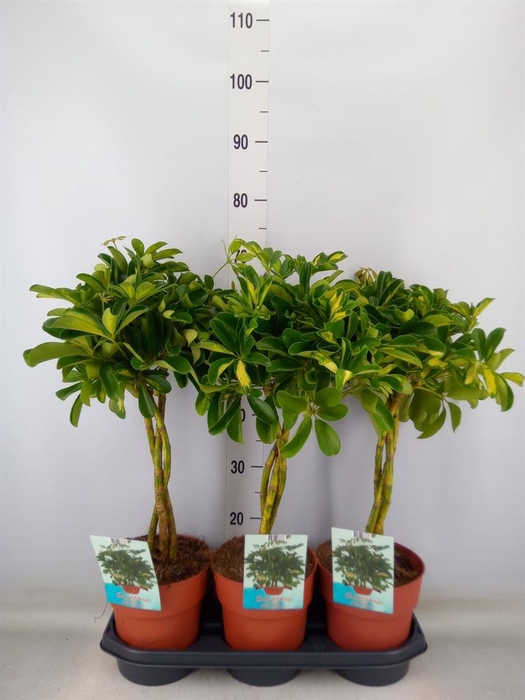<h4>Schefflera arbor. 'Gold Capella'</h4>