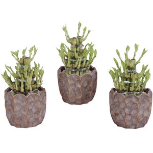 Lucky Bamboo Shape Round 3B Ø15cm Ceramic PL670