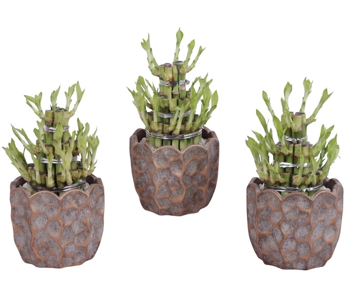 <h4>Lucky Bamboo Shape Round 3B Ø15cm Ceramic PL670</h4>