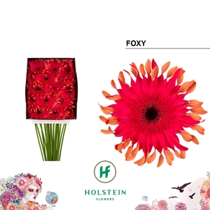 Gerbera GBK 'Big Gerpasta Foxy'
