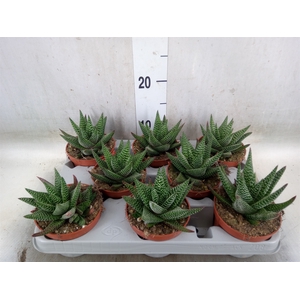 xGasterhaworthia  'Royal Highness'