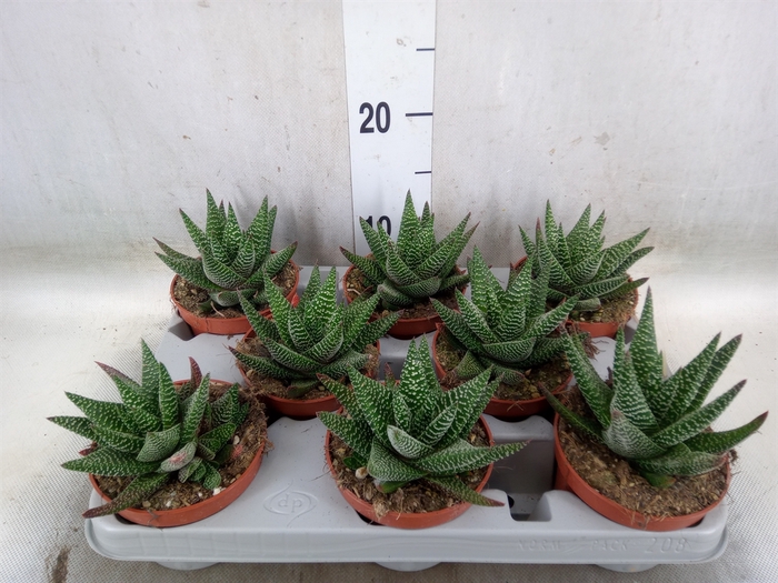 <h4>xGasterhaworthia  'Royal Highness'</h4>