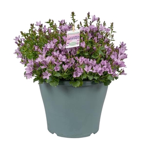 Campanula Ambella® Pink in patiopot