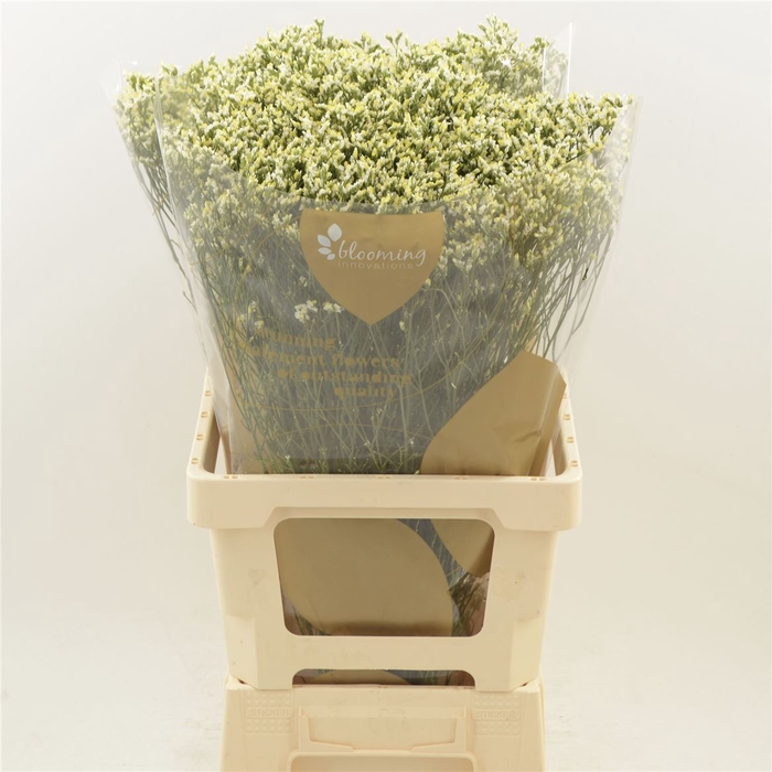 <h4>Limonium Sinense Sensi Pina Colada</h4>