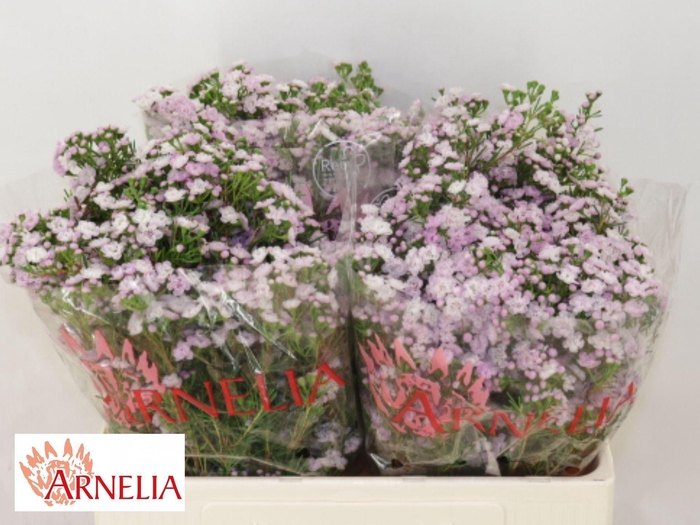 <h4>WAXFLOWER DANCING QUEEN CHAME UN DA</h4>
