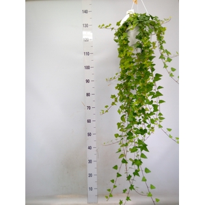 Hedera helix 'Anna'