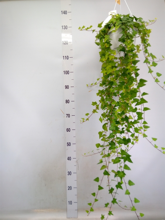 <h4>Hedera helix 'Anna'</h4>