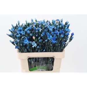 Di Solomio Blue Tinted
