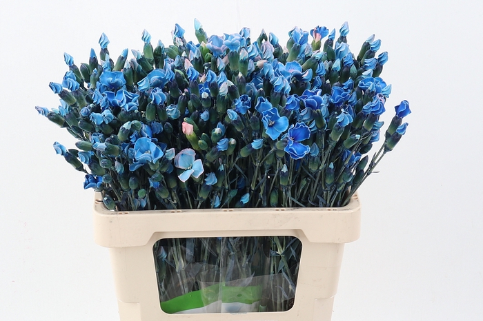 <h4>Di Solomio Blue Tinted</h4>