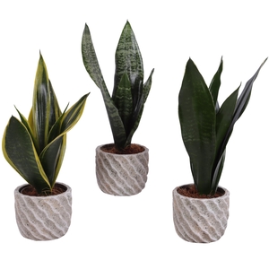 Sansevieria mix Ø09cm in Ø11cm Ceramic NT668
