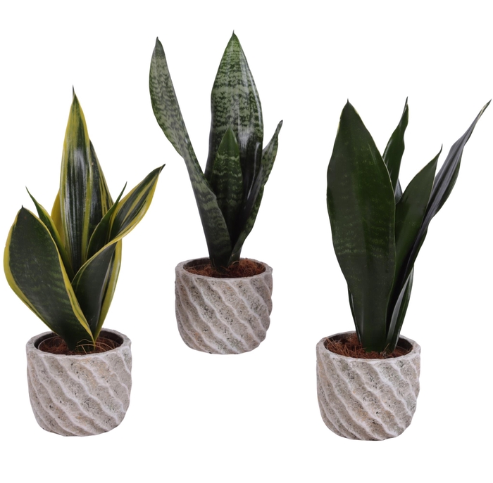 <h4>Sansevieria mix Ø09cm in Ø11cm Ceramic NT668</h4>