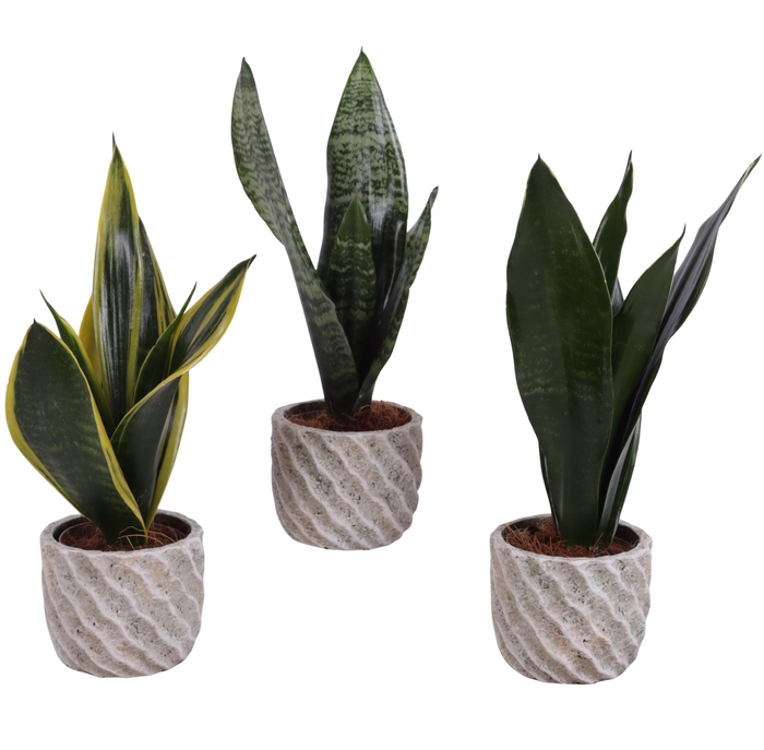 <h4>Sansevieria mix Ø09cm in Ø11cm Ceramic NT668</h4>