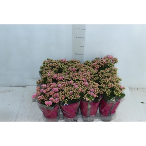 KALANCHOE DOBRADO MINI P09 ROSA