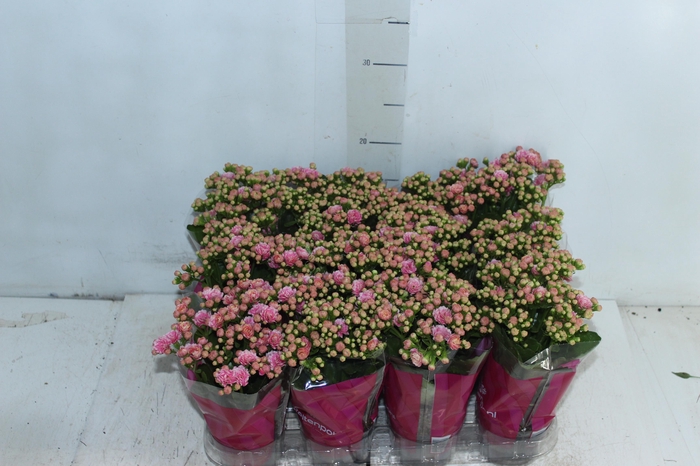 <h4>KALANCHOE DOBRADO MINI P09 ROSA</h4>