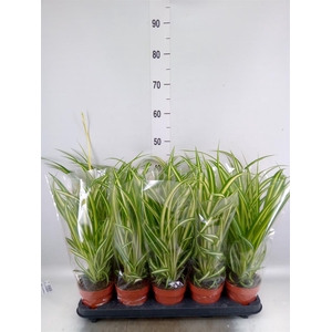 Chlorophytum com. 'Vittatum'